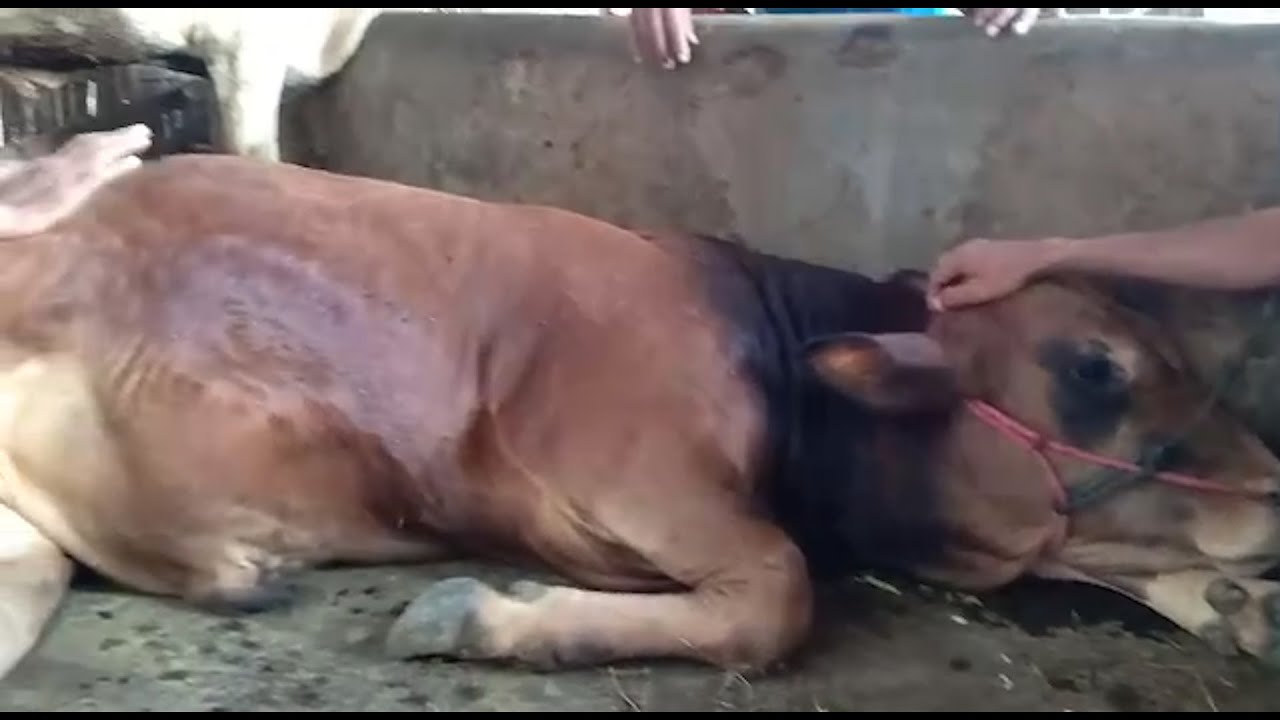 Penanganan Sapi Limosin Super Ambruk Terkena Demam