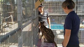 Ibis - the African Serval