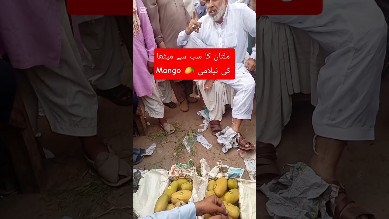 Multan ka sb se methy Mango 🥭 ki nelami ||