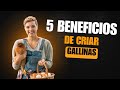 "5 beneficios IMPACTANTES de tener gallinas en casa (¡Te sorprenderás!🥚#gallinasponedoras #shorts