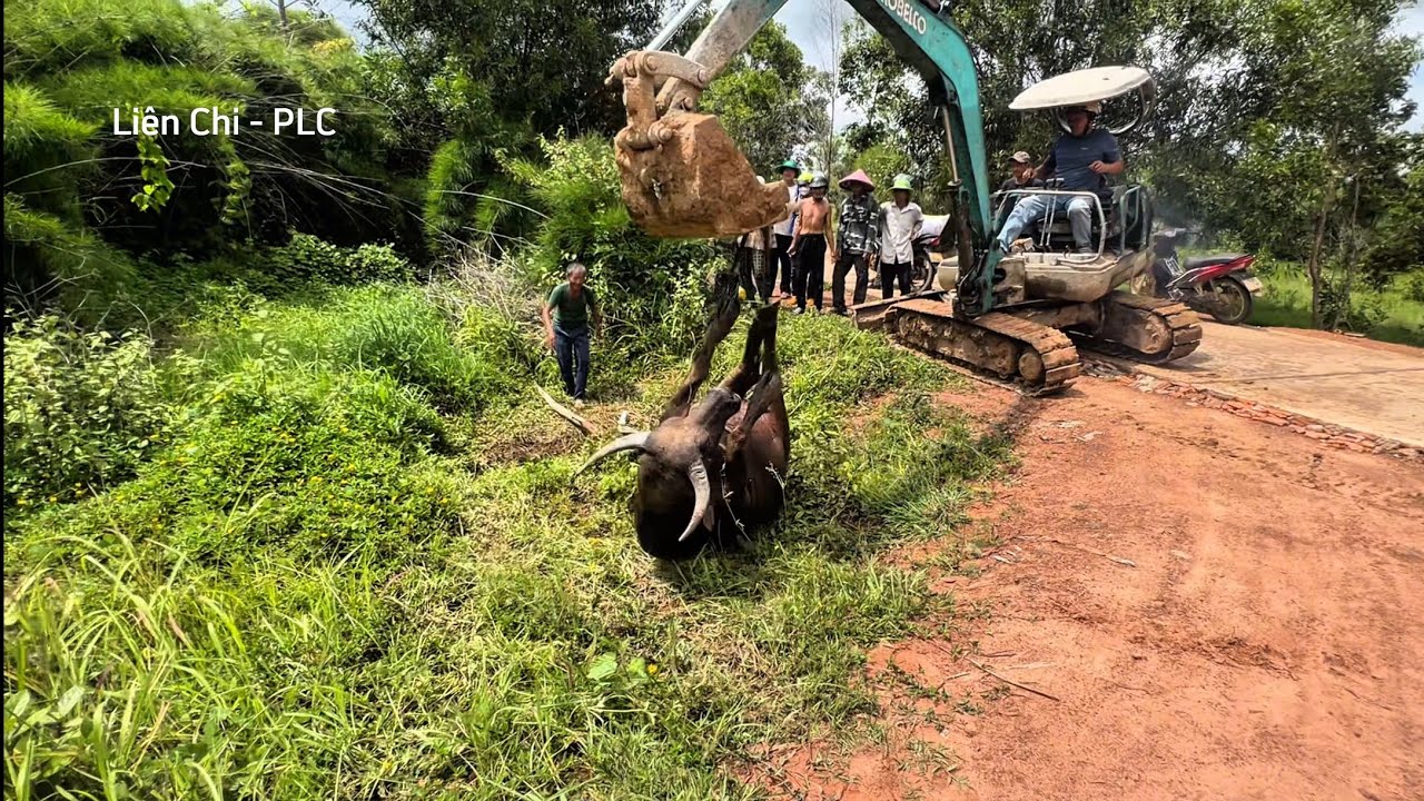 Hành trình giải cứu phải đổi 2 lần xe mới cứu được bé trâu lên | Liên Chi - PLC