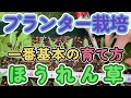 ホウレンソウ栽培(プランター)#2~中間管理と収穫~