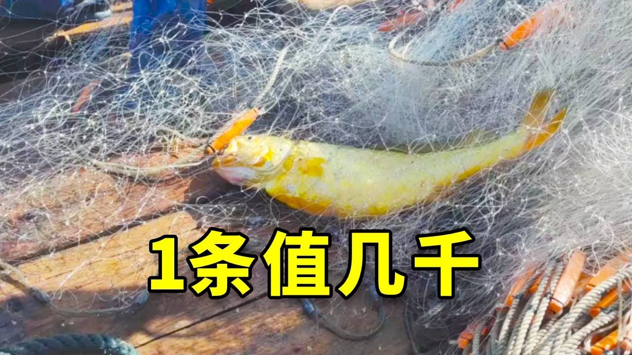 这么大的野生黄花鱼你见过吗？简直是行走的黄金！出水那一刻就知道今天赚翻了！#渔民 #捕鱼 #鱼