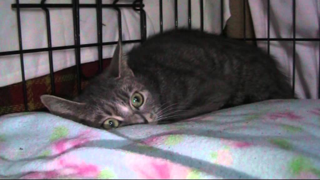 download abandoned cats for free download abandoned cats for free
