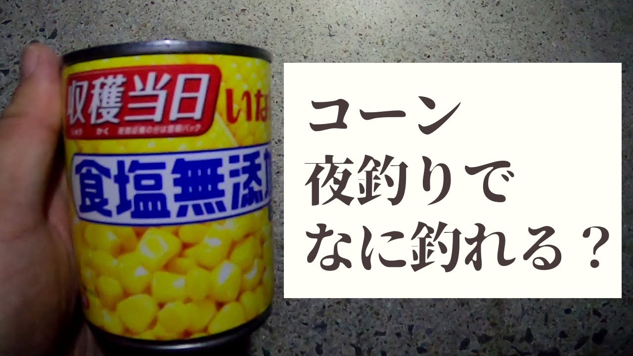 堤防夜釣り コーンを餌にぶっこみ釣りして何が釣れるかな Youtube