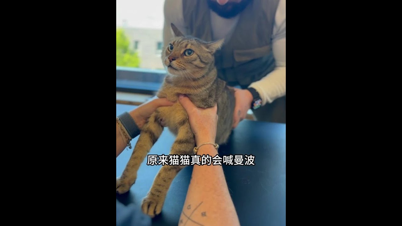 宇宙級名場面！貓咪正骨爆出史詩級曼波音效 #哈基米 #曼波 #萌寵 #貓咪 #動物的迷惑行為