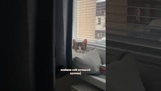 Мілашка така) #cat #котик #киця #еммі #кошеня