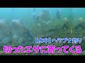 【水中】ヘラブナ釣り 切ったエサに寄ってくる