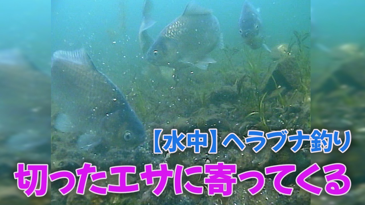 【水中】ヘラブナ釣り 切ったエサに寄ってくる