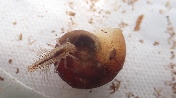 Benthic Macroinvertebrates