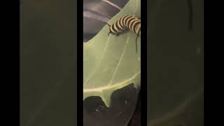 Day 1 one of taking care of my caterpillar