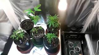 THELOWLOW on Cannabis marijuana weed how to grow tent setup easy for beginners