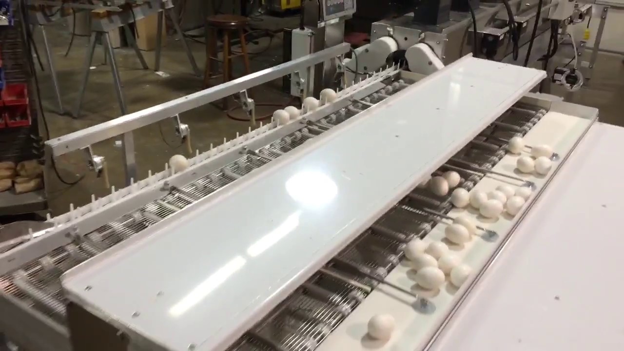 Sani-Touch Model 10CSG (Egg Washer and Grader)