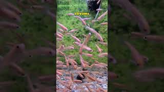 Did You Know There Was This Rosy Red Minnow Fish? #shorts #viral