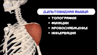 Мышцы пояса верхних конечностей- Дельтовидная мышца, m.deltoideus