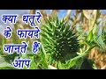 Datura Medical Benefit | धतूरे के ये फायदे नहीं जानते होंगे आप | Boldsky