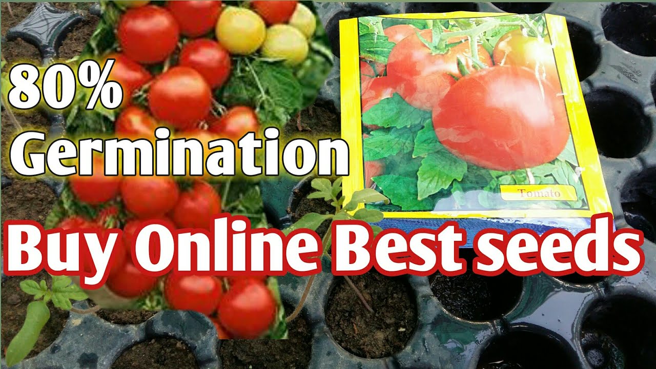 Buy Best Tomato seeds || टमाटर के सबसे सस्ते बीज खरीदें || Home garden Home/garden - YouTube