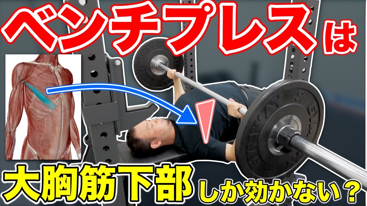 ベンチプレスで『大胸筋下部しか効かない問題』を覆す【解剖学的解説