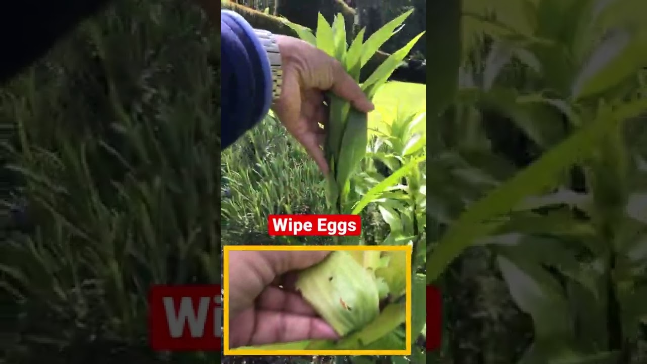 What's eating my lilies?!? Scarlet lily beetle Garden advice YouTube