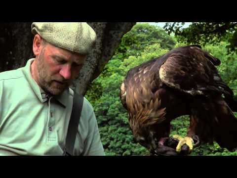 Falconry -