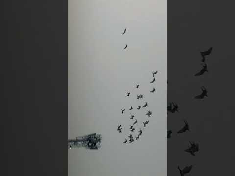 #peacock