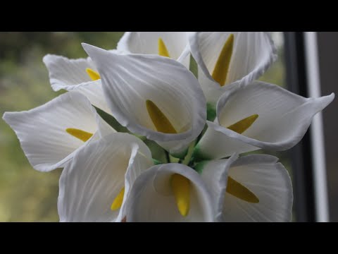 Video: Kako Deadhead Calla Lily - Informacije o Deadheading Calla Lilies