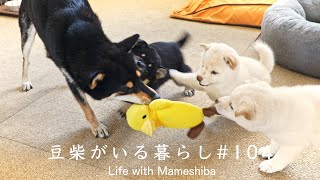 ママに届かないパンチを繰り返す子犬がこちらです