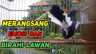 Terapi Awal Menaikan Emosi Dan Birahi Kacer Agar Cepat Gacor Dan Bukor