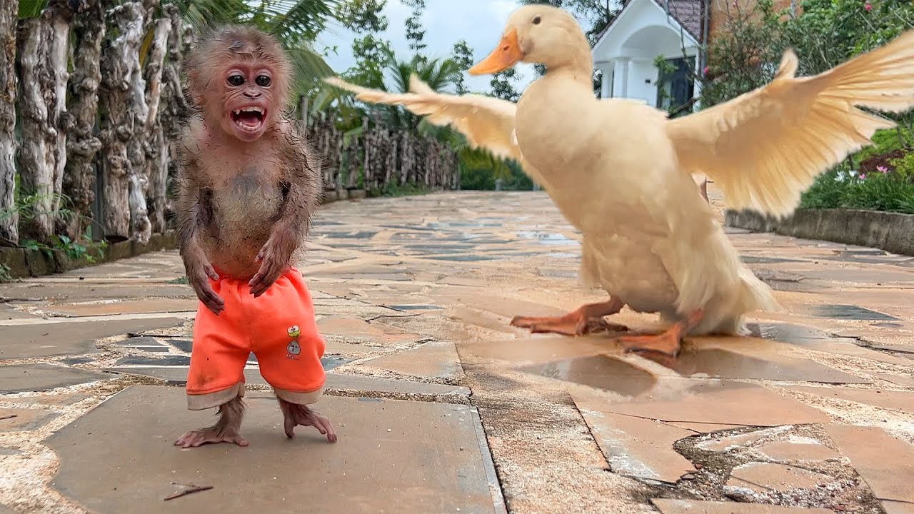 Duck steals monkey Bon's pool! Now he's too scared to swim