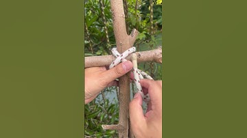 The Best Bamboo Lashing Knot!!