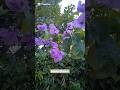 BOUGAINVILLEA #bougainvillea #gardenplants #flowers #purpleflowers #plants