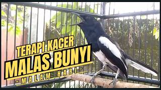 Suara TERAPI Burung Kacer Gacor Ngeplong Tarung Terampuh Buat Pancingan Kacer Agar Cepat EMOSI