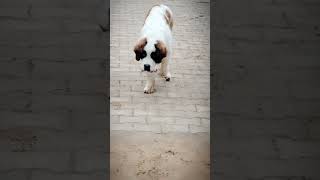 Saint Bernard Dog Swag