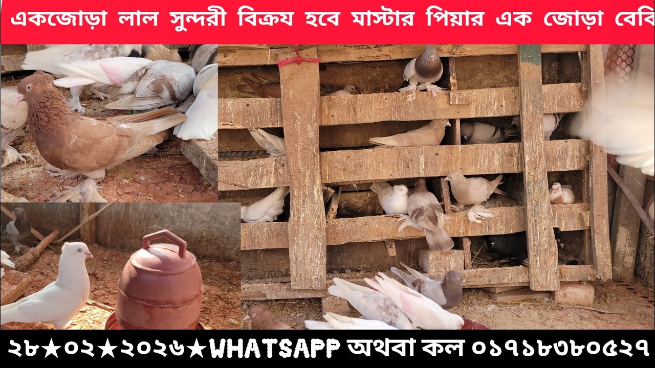 একজোড়া লাল সুন্দরী বিক্রয় হবে||#realpigeonlover #pigeonlaver #video #pigeon #birds 