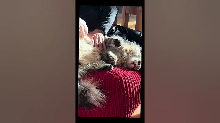 Video 11615561: beautiful maine coon cat, cat breed, meet breeds