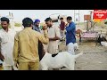 #Jodhpur_Bakra_Mandi_2024 |Sunday Evening| #लाईव_सौदा