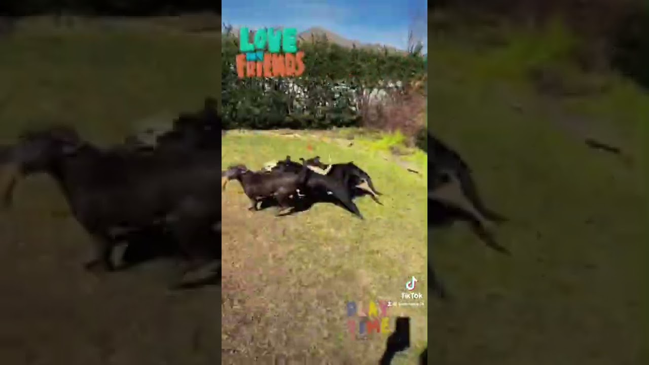 Playtime with Friends!!❤️