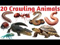 20 रेंगने वाले जानवर 🐍 | Crawling Animals Name in Hindi & English | Animated Learning Video