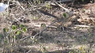 Lesser Roadrunner in Aguan Valley, Honduras