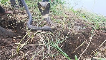 Vượt 250km Giúp Anh Chủ Vuông Tôm Tìm Con Rắn Hổ Mang Ở Bờ Vuông ||Giang Ca SB #70