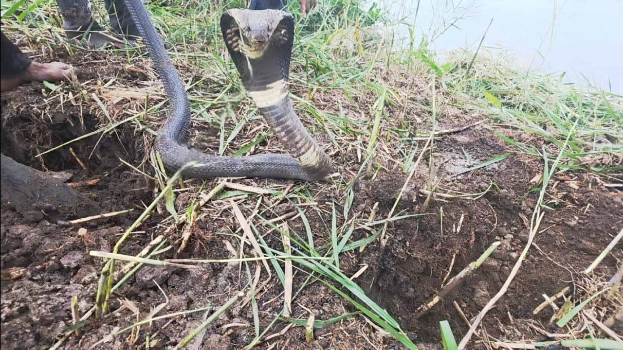 Vượt 250km Giúp Anh Chủ Vuông Tôm Tìm Con Rắn Hổ Mang Ở Bờ Vuông ||Giang Ca SB #70