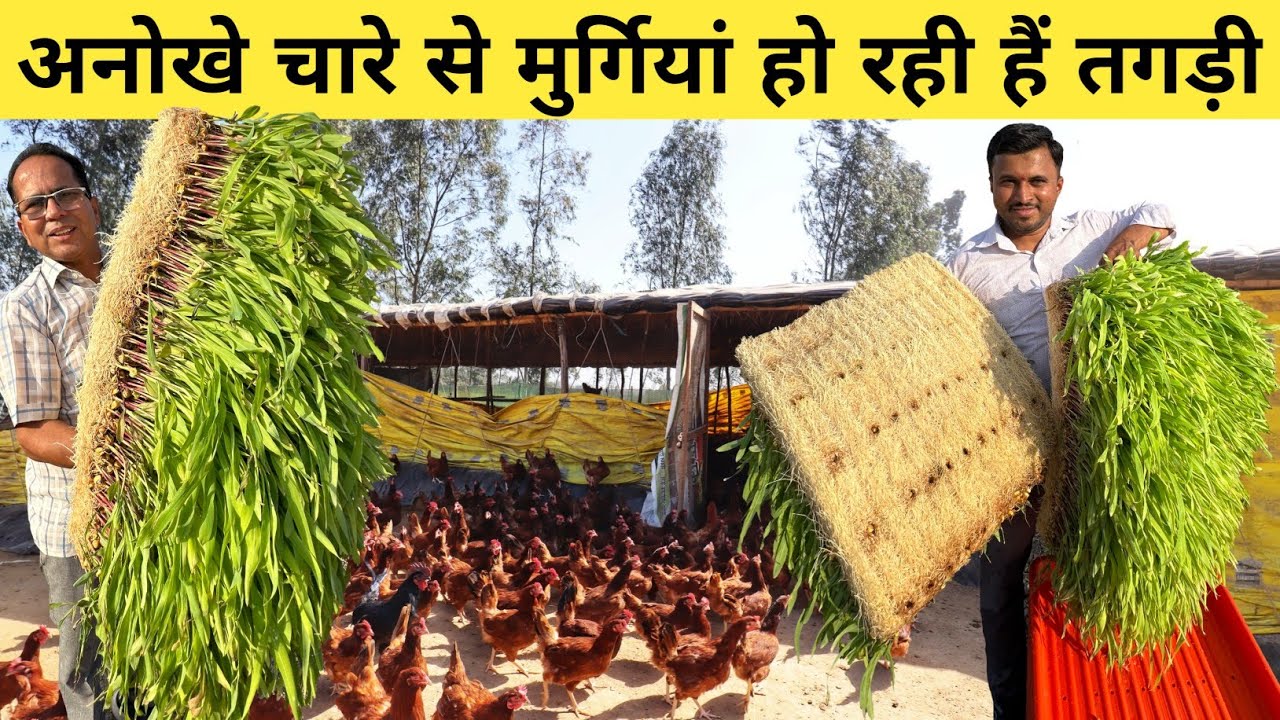 ना मिट्टी ना जमीन- इसे खा कर मुर्गियां हो रही हैं तगड़ी | Best Fodder for Poultry | Desi Murgi Palan