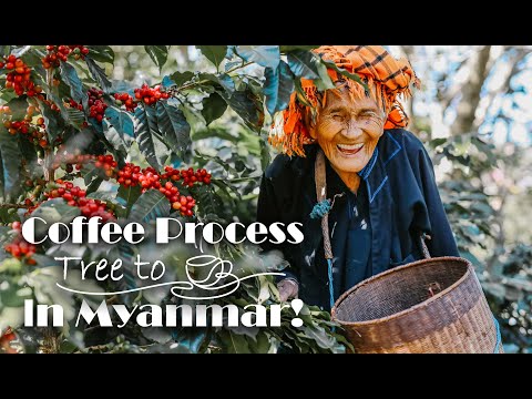 Coffee Process From Tree to Cup!