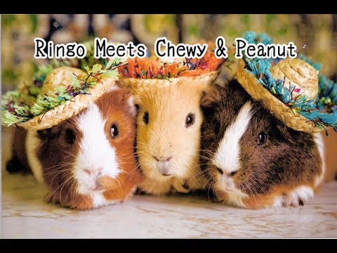 Ringo Meets Chewy & Peanut - Children's Bedtime Story/Meditation