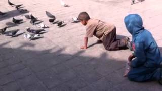 Los niños caza palomas