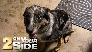 Family Dog Dies Following Transformer Explosion, Cleanup In Backyard