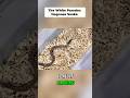 Now That Hognose Snake Has Proper Flashing! Beautiful Work By JMG Reptiles!