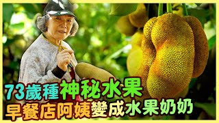 【屏東潮州】人生七十才開始 詹月英成功種出榴槤蜜特出風味 |用心的產業|美麗心台灣(433)