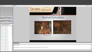 The Foaling Mare: Preparations and Process
