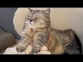 あぎゃ！って言いながら走ってきてよ〜く捏ねられた猫